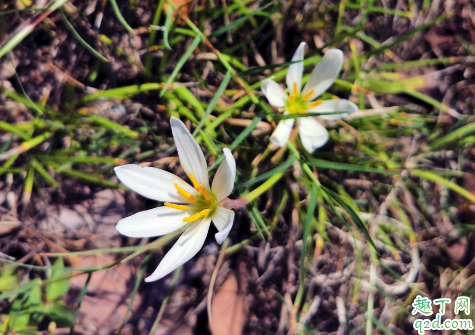 韭菜莲7月份能种植吗(韭莲的种植时间)