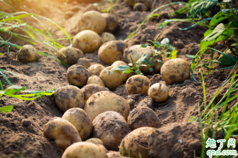 土豆追肥用什么肥料?用了这些肥料土豆养得活才怪-,</,>
<,(土豆施用什么肥料效果好)