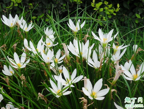 韭菜莲7月份能种植吗(韭莲的种植时间)