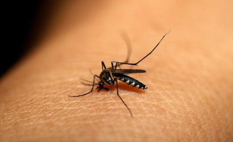 研究称蚊子睡眠不足不愿咬人真的假的-怎么让蚊子不咬自己</>
<