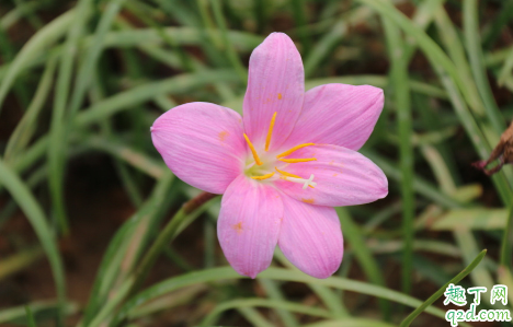 韭菜莲7月份能种植吗(韭莲的种植时间)