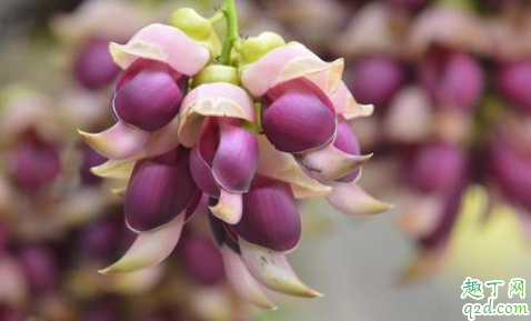 禾雀花适合盆栽吗(禾雀花盆景)