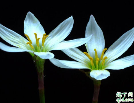 韭菜莲好养活吗(韭菜莲养几年开花)