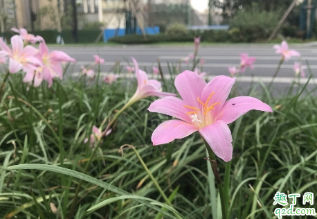 韭菜莲养在屋里面有毒吗(家里养韭菜莲花好吗)