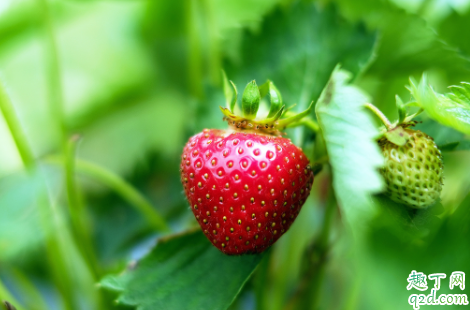 淘米水发酵多久可以浇草莓(种草莓可以用淘米水吗)