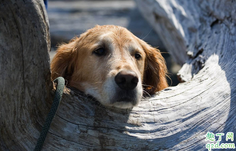 茶杯犬不打疫苗会死吗(茶杯犬为什么长不大是不是打疫苗不健康)