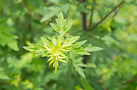 艾草杆子和艾草叶子哪个效果好(艾叶草杆好还是艾叶草好)