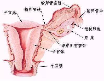 最美女人生殖器图片 元