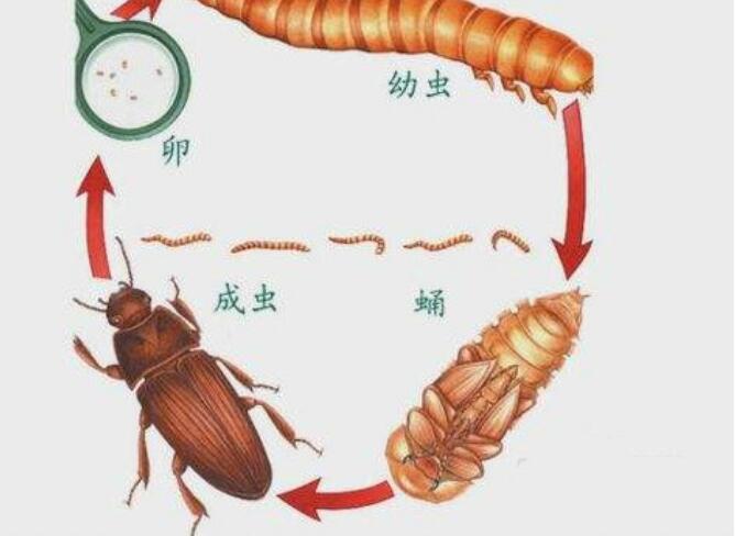 面包虫的一生分为四个阶段,分别是卵,幼虫,蛹,成虫