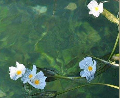 丽江水性杨花是什么菜图片