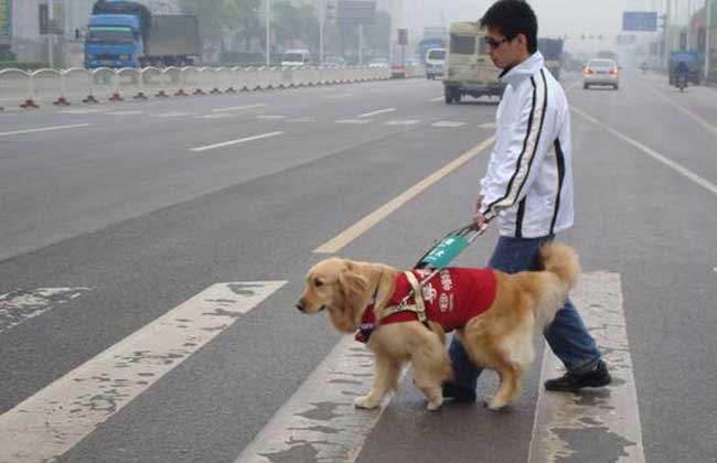 导盲犬为什么不能生育,导盲犬不能摸吗　本文共（751字）