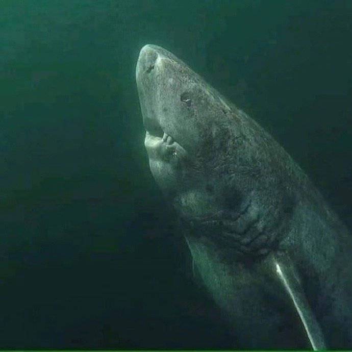 格陵兰鲨鱼寿命为什么这么长,它们最多能活多少岁？　本文共（465字）