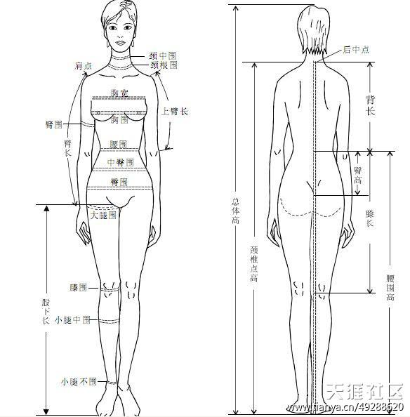 吴亦凡腿长113从哪量的?国际腿长测量方法图 本文共(1109字)