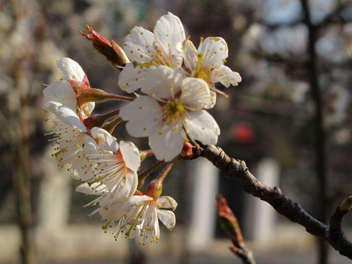 樱花为什么不结果？樱花和樱桃花是一样的吗　本文共（845字）