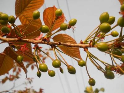 樱花为什么不结果？樱花和樱桃花是一样的吗　本文共（845字）