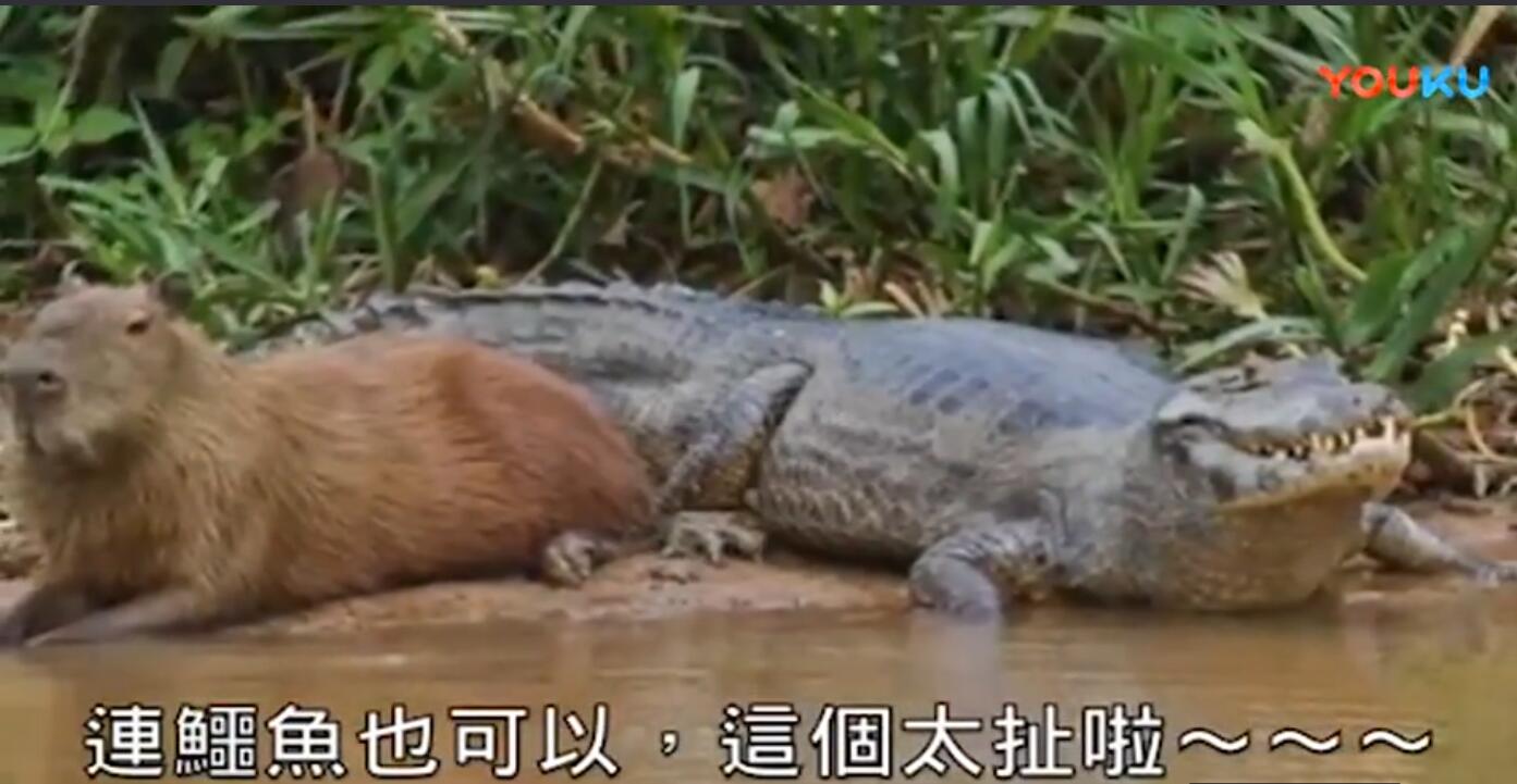 为什么鳄鱼都不吃水豚它的天敌是什么 水豚在中国养合法吗　本文共（1067字）