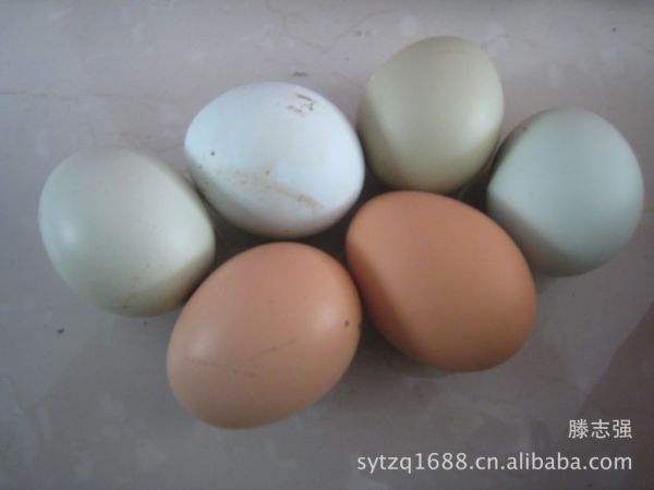 乌鸡蛋为什么是白色的？绿壳蛋与乌鸡蛋的区别　本文共（623字）