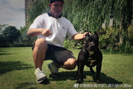 恶霸犬为啥养的都后悔？恶霸犬到底咬不咬人是禁养犬吗　本文共（917字）