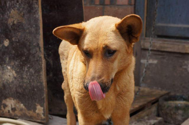 土狗为什么不能当警犬,土狗喜欢吃屎是怎么回事？　本文共（1060字）