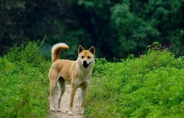 土狗为什么不能当警犬,土狗喜欢吃屎是怎么回事？　本文共（1060字）