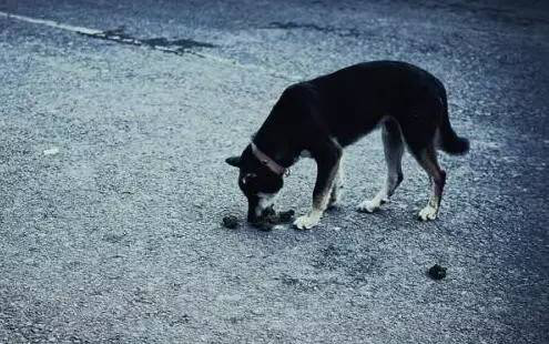 土狗为什么不能当警犬,土狗喜欢吃屎是怎么回事？　本文共（1060字）