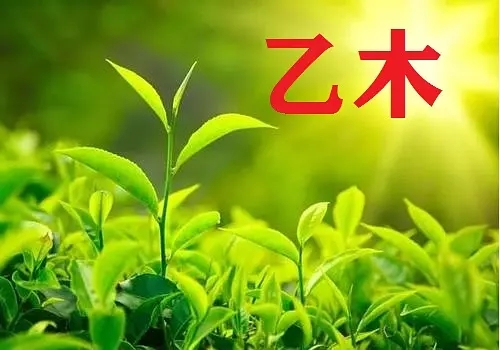 乙木命的人生于几月份最好,适合做什么行业、职业？　本文共（898字）