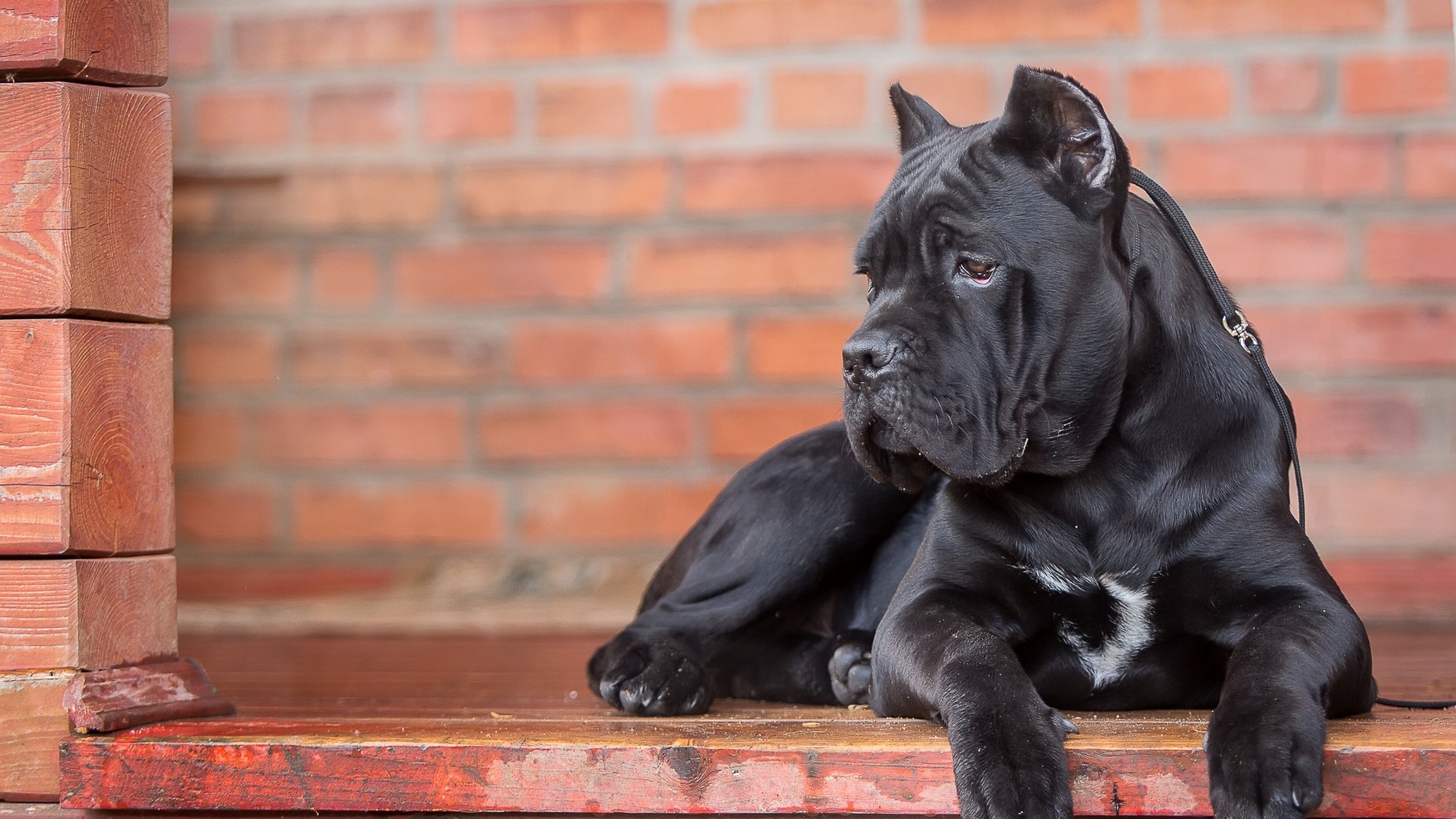 卡斯罗犬为什么要剪耳朵断尾？卡斯罗犬一般价格多少钱一只　本文共（1223字）