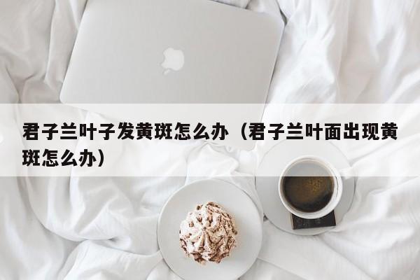 君子兰叶子发黄斑怎么办（君子兰叶面出现黄斑怎么办） 