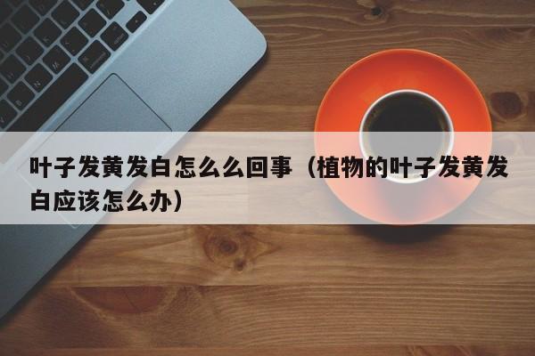 叶子发黄发白怎么么回事（植物的叶子发黄发白应该怎么办） 