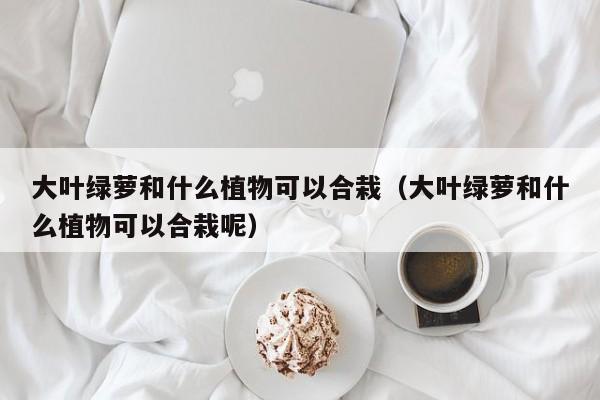 大叶绿萝和什么植物可以合栽（大叶绿萝和什么植物可以合栽呢） 