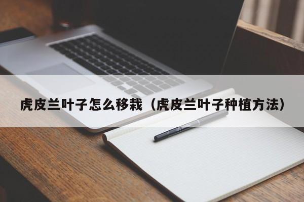 虎皮兰叶子怎么移栽（虎皮兰叶子种植方法） 