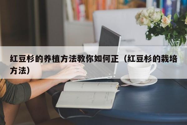 红豆杉的养植方法教你如何正（红豆杉的栽培方法） 