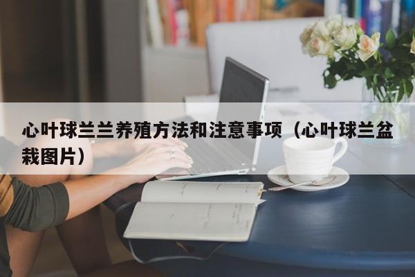 心叶球兰兰养殖方法和注意事项（心叶球兰盆栽图片） 