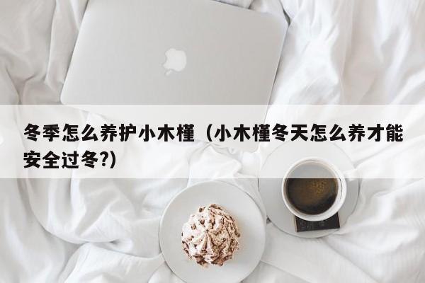 冬季怎么养护小木槿（小木槿冬天怎么养才能安全过冬?） 