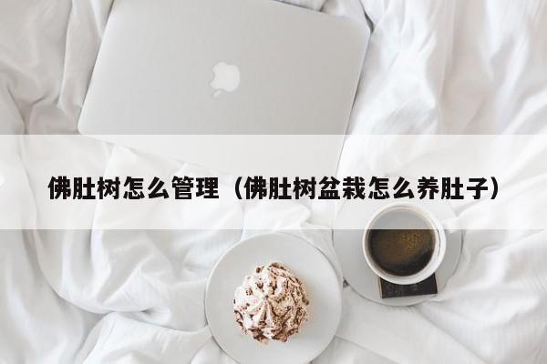 佛肚树怎么管理（佛肚树盆栽怎么养肚子） 