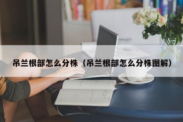 吊兰根部怎么分株（吊兰根部怎么分株图解） 