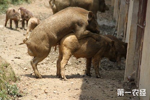 动物世界狒狒的配种(动物世界狒狒家族)