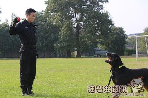 警花与警犬杜飞的狗狗是什么品种的?杜飞扮(杜飞扮演者《警花与警犬》)