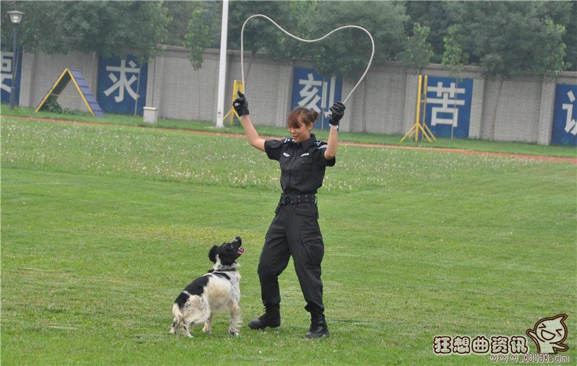 警花与警犬杜飞的狗狗是什么品种的?杜飞扮(杜飞扮演者《警花与警犬》)