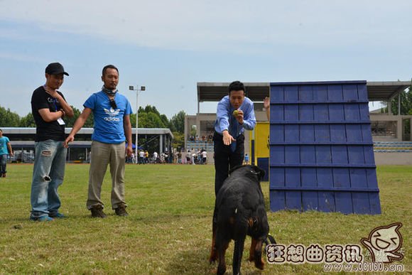 警花与警犬杜飞的狗狗是什么品种的?杜飞扮(杜飞扮演者《警花与警犬》)