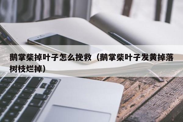 鹅掌柴掉叶子怎么挽救（鹅掌柴叶子发黄掉落树枝烂掉） 