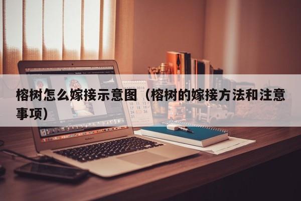 榕树怎么嫁接示意图（榕树的嫁接方法和注意事项） 