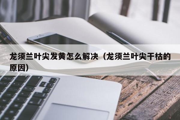 龙须兰叶尖发黄怎么解决（龙须兰叶尖干枯的原因） 