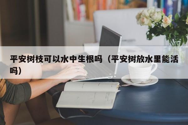 平安树枝可以水中生根吗（平安树放水里能活吗） 