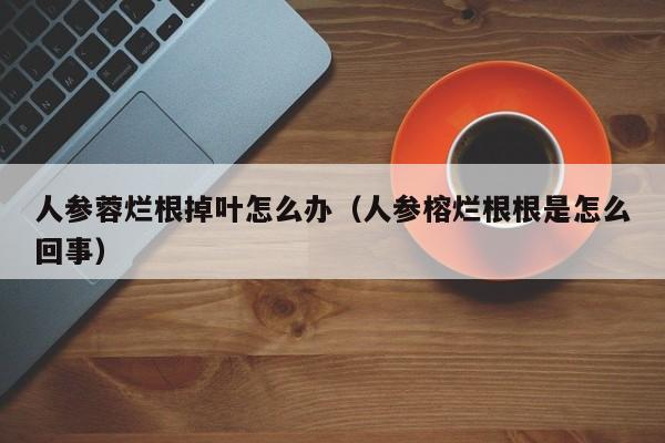 人参蓉烂根掉叶怎么办（人参榕烂根根是怎么回事） 